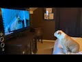 Bulldog Sees Injured Dog on TV, Has Heartfelt Reaction.