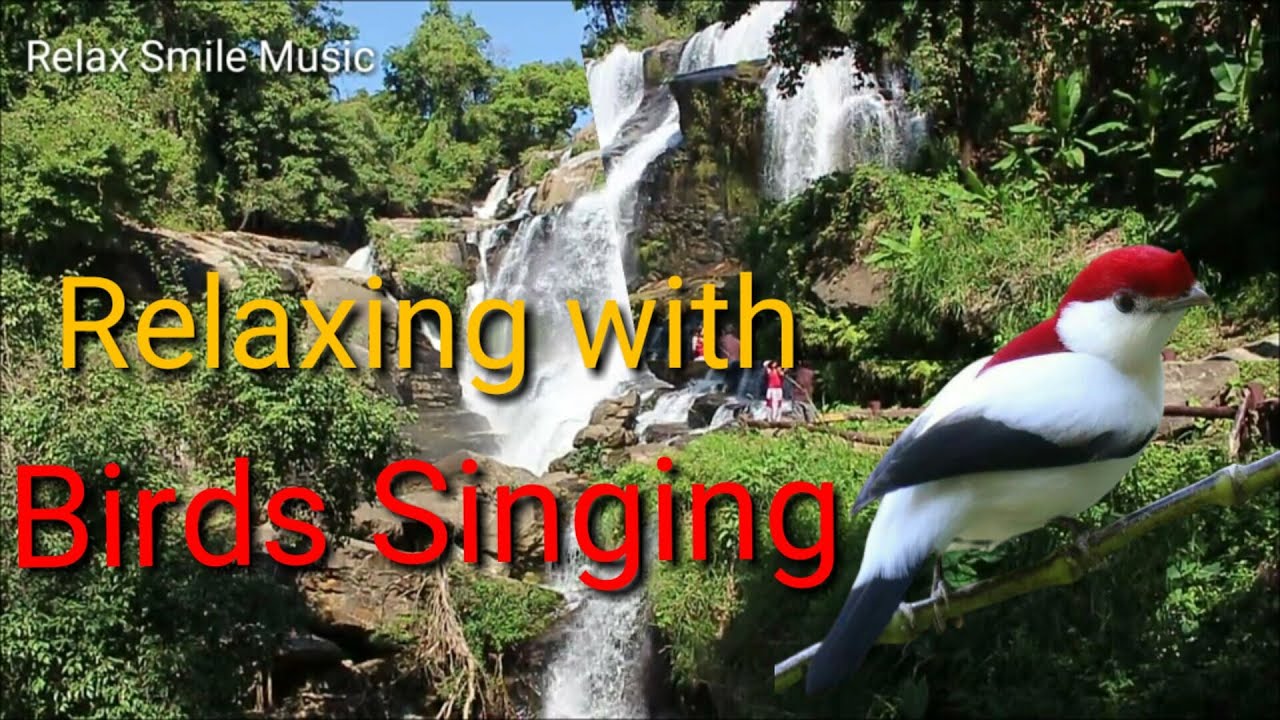 Relaxing Forest Waterfall Nature Sounds - 🐦 Bird Singing - Sleeping ...