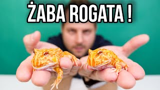 Ciekawostki O Hodowli Żaby Rogatej W Domu