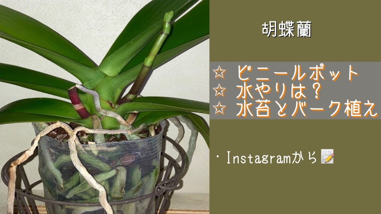 22年8月27日 胡蝶蘭 ビニールポットの根がパンパン Instagramからリクエスト 花茎が出ているピンクパンダ スリット鉢で鉢増し バーク使用 水やりの仕方 パープルリップ Youtube