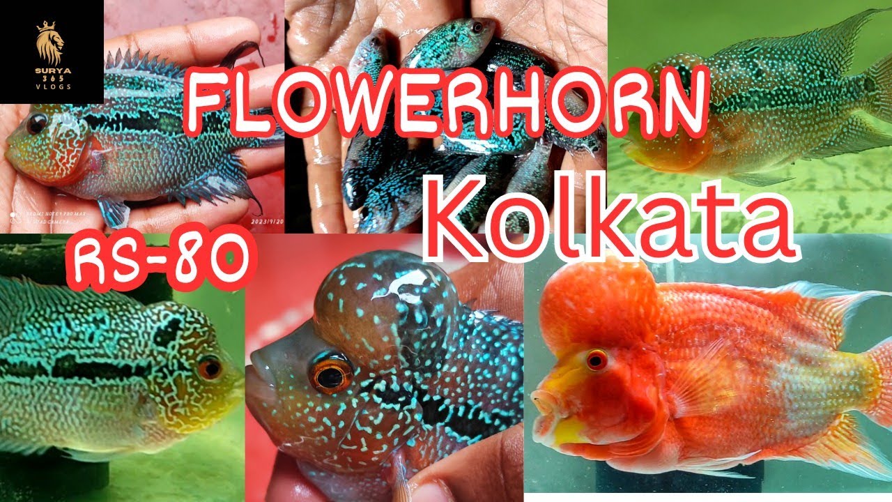 DIY Aquarium Setup for SRD Flowerhorn/flowerhorn kolkata fish/kolkata flowerhorn#flowerhorn #viral DIY Aquarium Setup for SRD Flowerhorn/flowerhorn kolkata fish/kolkata flowerhorn#flowerhorn #viral