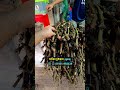 খুলনার ঐতিহ্য সেরা মানের চুইঝাল #rsbd #চুইঝাল #reel #viralvideo #spices #cooking #food #shorts