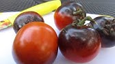 How to tell when Indigo Rose Tomatoes are ripe.