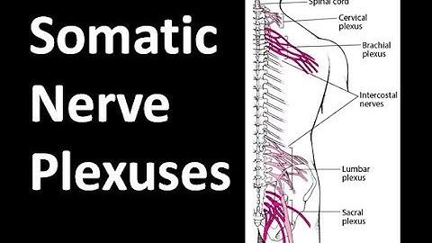 Somatic Nerve Plexuses & ventral rami of spinal nerves