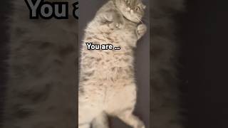 🐈 You are thicker than a snicker … #cat #funny #memes #cute #kitten #catshorts #shorts Profile