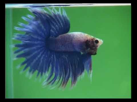 Где произошли и как классифицируются сиамские бойцовые рыбки (Betta splendens) ?