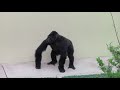 恋の駆け引き シャバーニとネネ Love game gorilla Shabani &amp; Nene 26