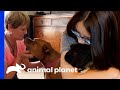 🔴 Moving Adoption Stories | Animal Planet