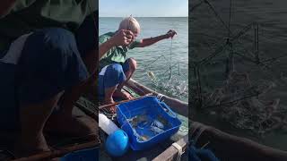 Unbelievable crab trapping skills to catch a lot of giant crabs on the sea