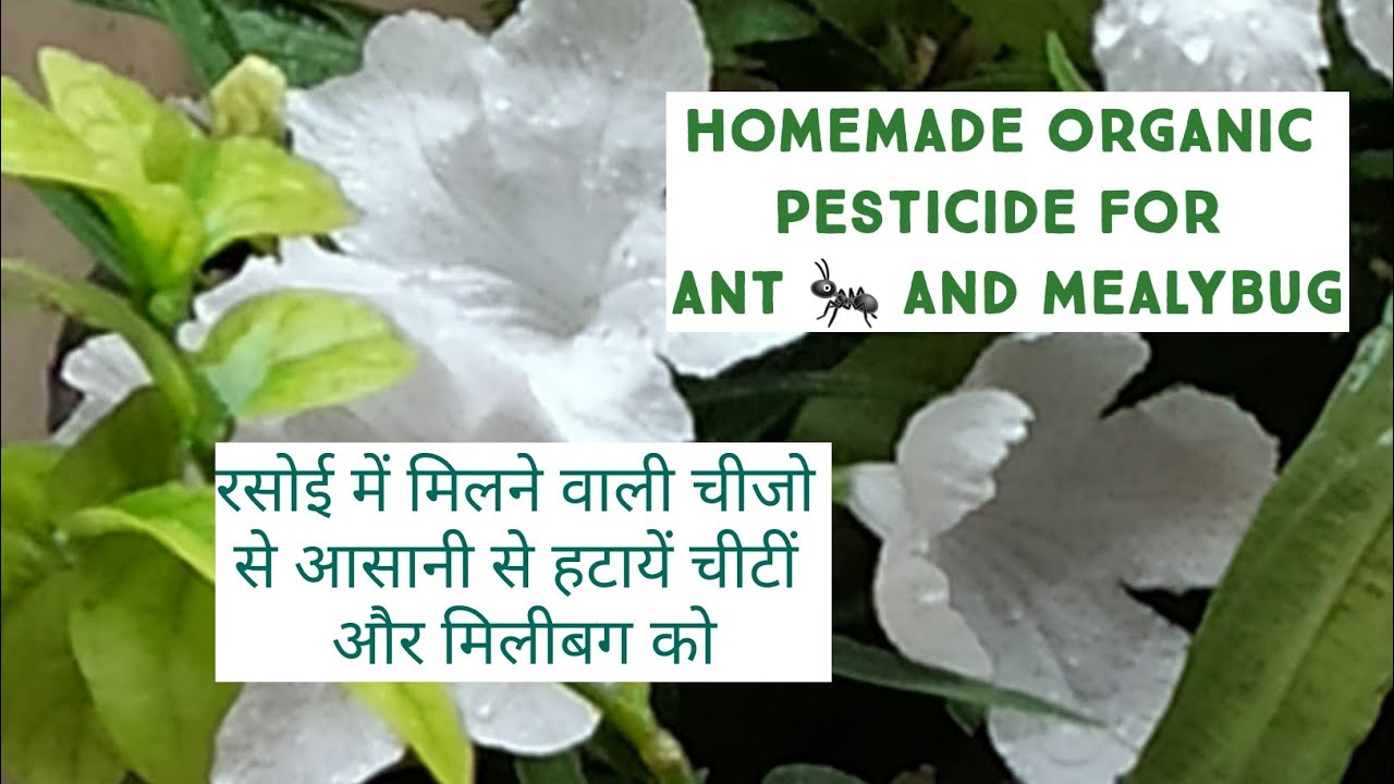 Organic solution for ant 🐜 and mealybug control// Homemade pesticide for garden//