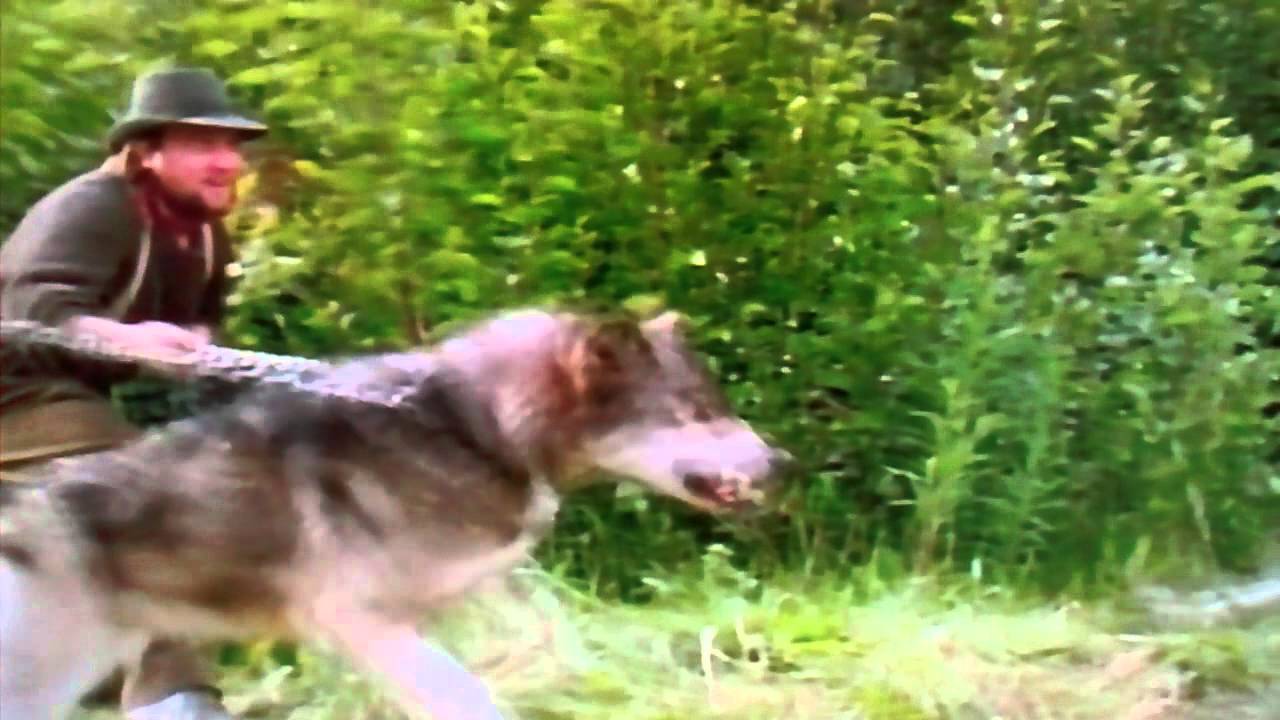 White Fang (1991) Training Scene - YouTube