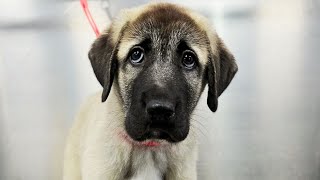 A puppy with the STRONGEST bite force in the world screenshot 5