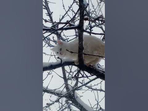 снегокот - YouTube