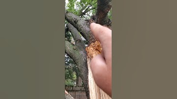 Rotten tree fails threatens to crush fence arborist saves the day #tree #treeservice #wood