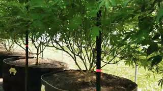 Monster Organic Plants