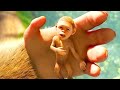 Animal kingdom lets go ape  movie explained in hindi