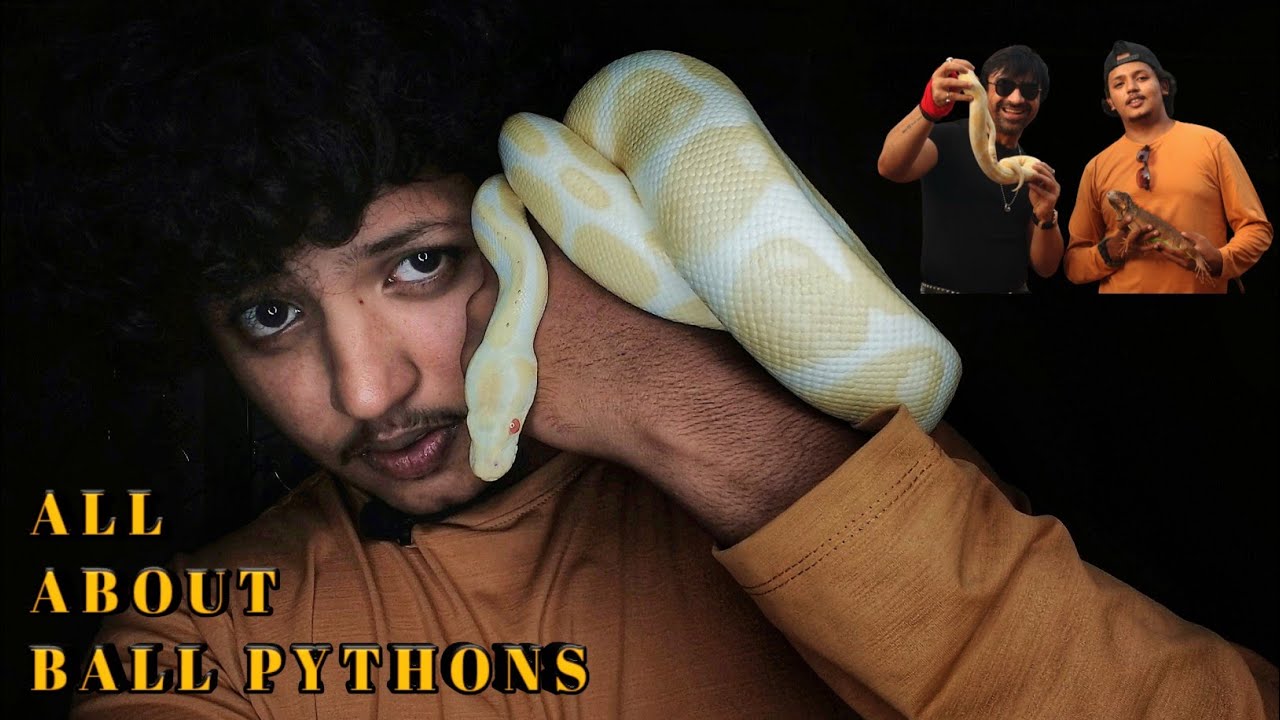 is-ball-python-legal-in-india-and-much-more-information-about-ball