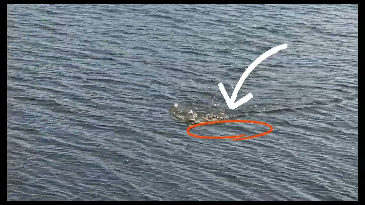 던질줄아는남자 #훌치기#낚시#붕어#저수지