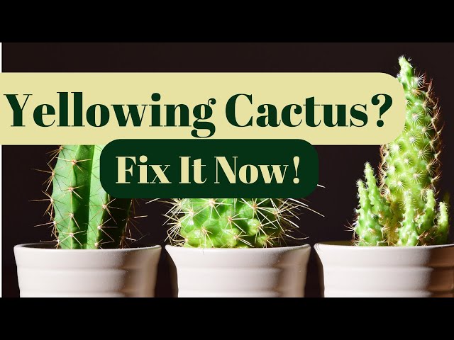 Why Is My Cactus Turning Yellow? Top Reasons & How to Fix It - YouTube