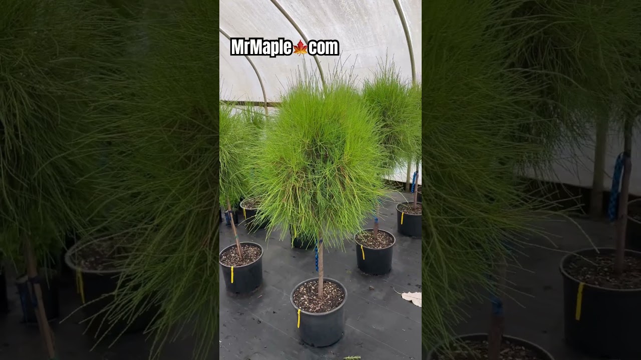 Thuja orientalis 'Franky Boy' on Standards Oriental Arborvitae 