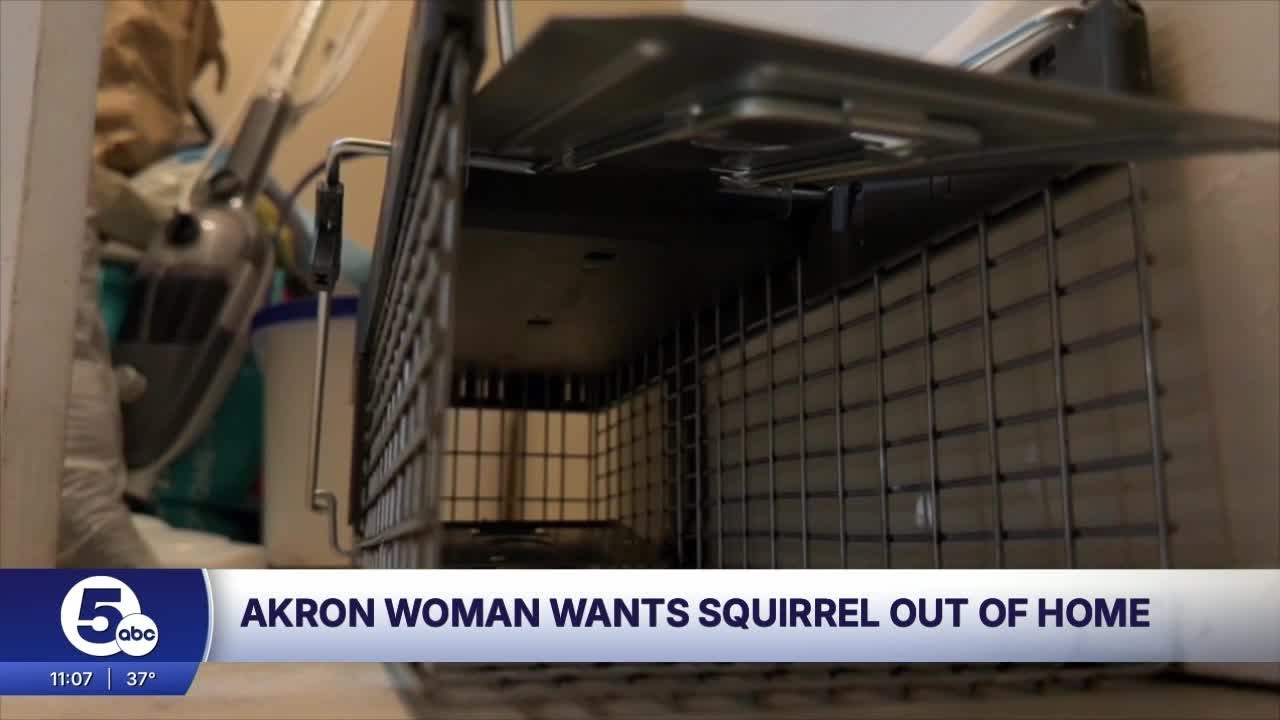 Akron mom frustrated as Landlord ignores squirrel issue