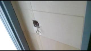 Dengbej (Kürtçe Süper)