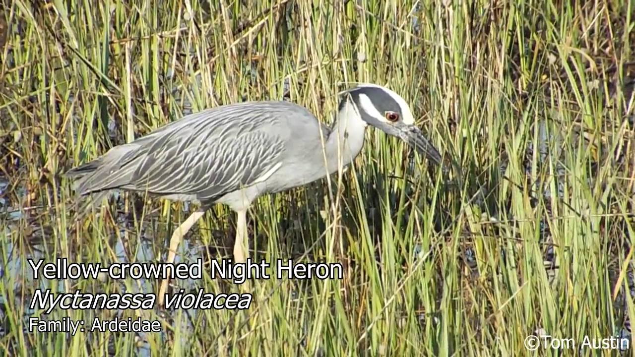 A Sample of the Wading Birds of South Carolina YouTube