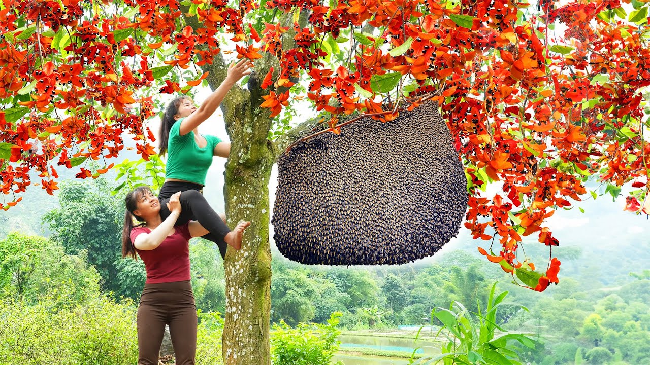 Harvesting Strange Wild Fruit Goes To Market Sell - Take Care Ducks & Chickens | New Free Bushcraft