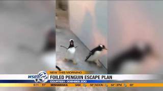 VIRAL VIDEO: Penguin escape plan foiled