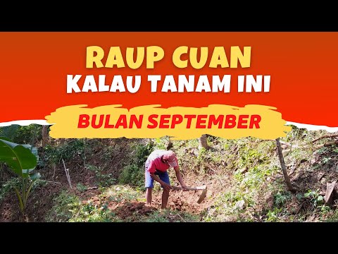 Video: Bisakah menanam benih rumput di bulan september?