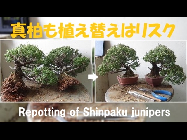 盆栽工房 春嘉 #444 【真柏の植え替え】二つの作業を同時にしない