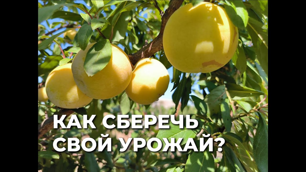 ������ ����������� ��������: ����.