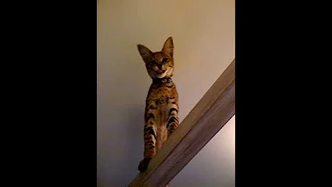 Watch the video about Savannah F1 jumps 6ft from TV to bed