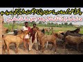 Famous Goat Farmer of Sialkot Giving Tips And Tricks About Goat Farming | Master of Sialkoti Goats