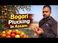 Bogri plucking