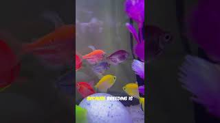 Top 5 Most Expensive Fish In The World