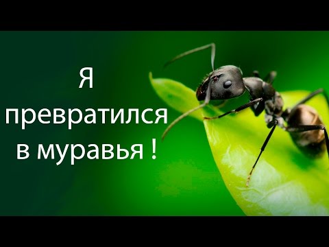 Я превратился в муравья ! ( GiAnt )