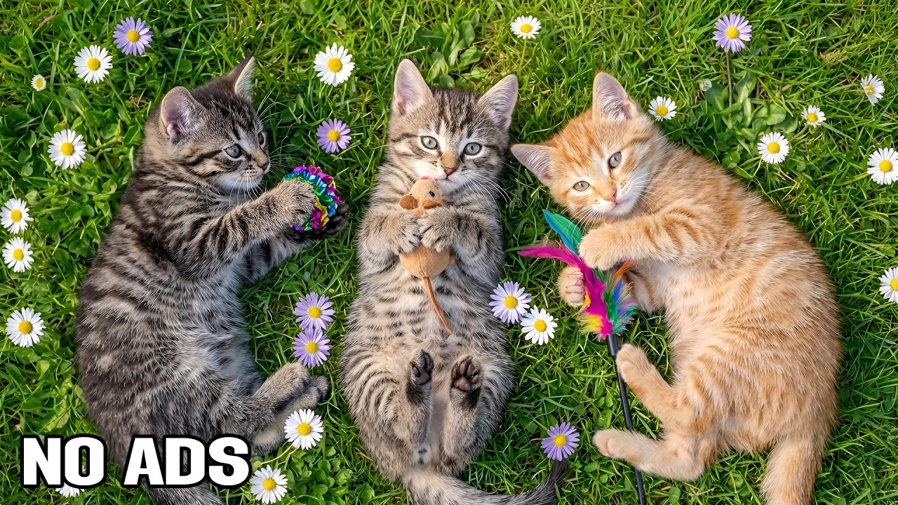 12 Hours Of Soothing Music for Cats 🐈 Peaceful Sleep, Comfort & Relaxation 💖 Cat TV