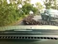 100 mil patos a la carrera en Tailandia