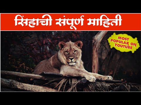 सिंहाची संपुर्ण माहिती | lion information marathi