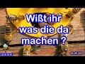 #Bienen und das #Vorspiel der #Brautjungfern