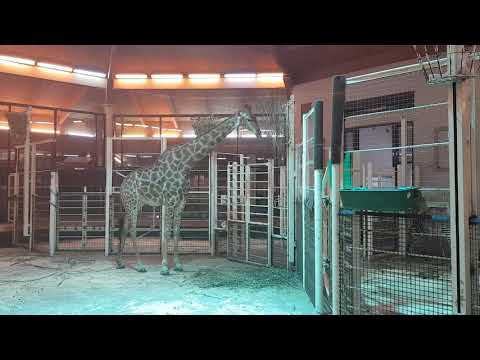 Transvaal giraffe in indoor enclosure