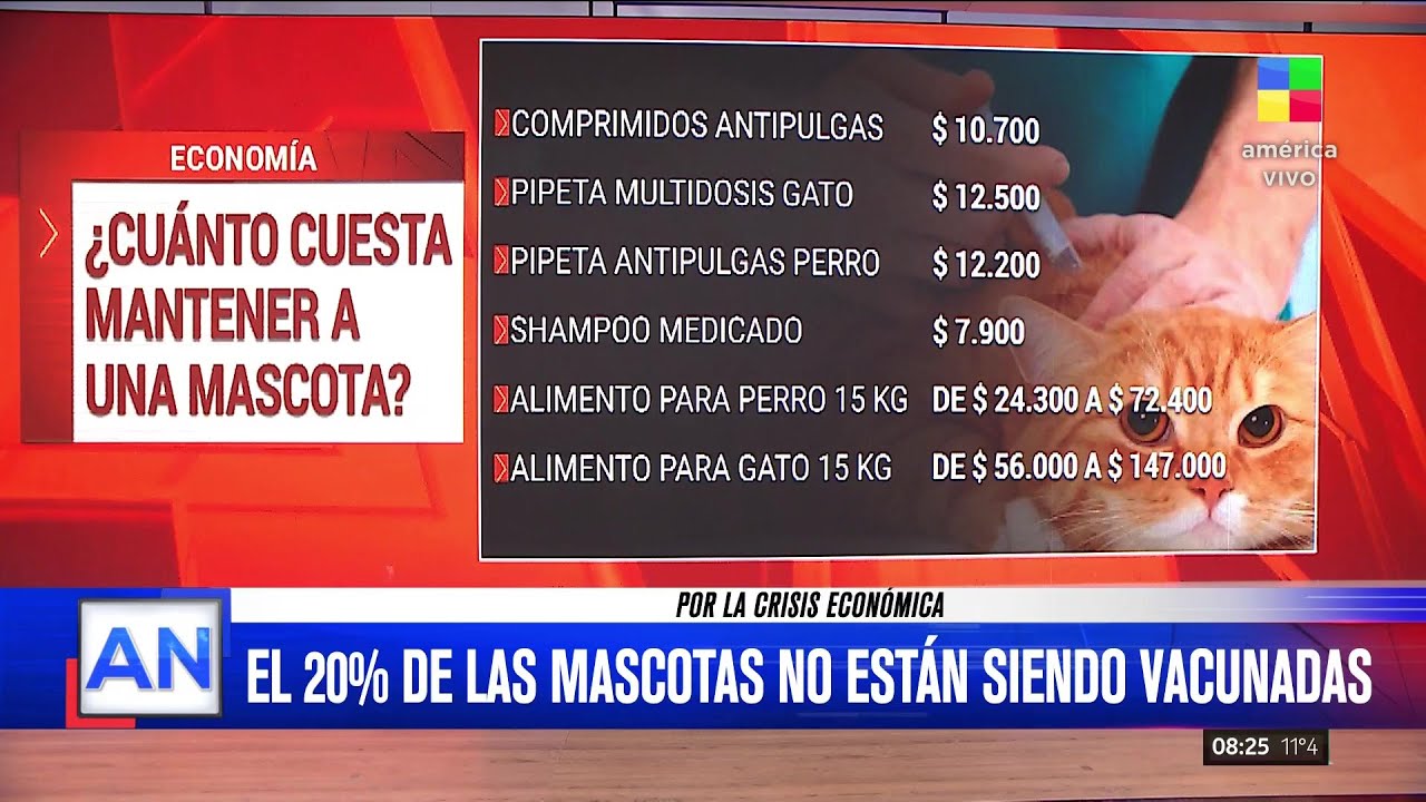 La crisis económica llegó a las mascotas y arroja un dato más que preocupante