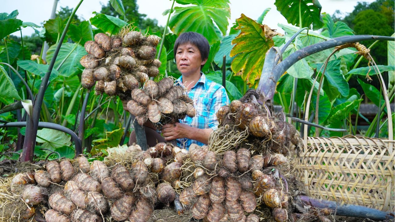 一锄头挖出一窝芋艿，阿嬷煮芋艿包蒸糖心包吃，咸鲜嫩滑软糯香甜！｜Taro Dumplings