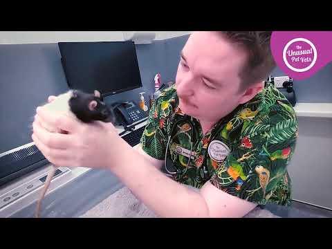 Caring For Your Pet Rat