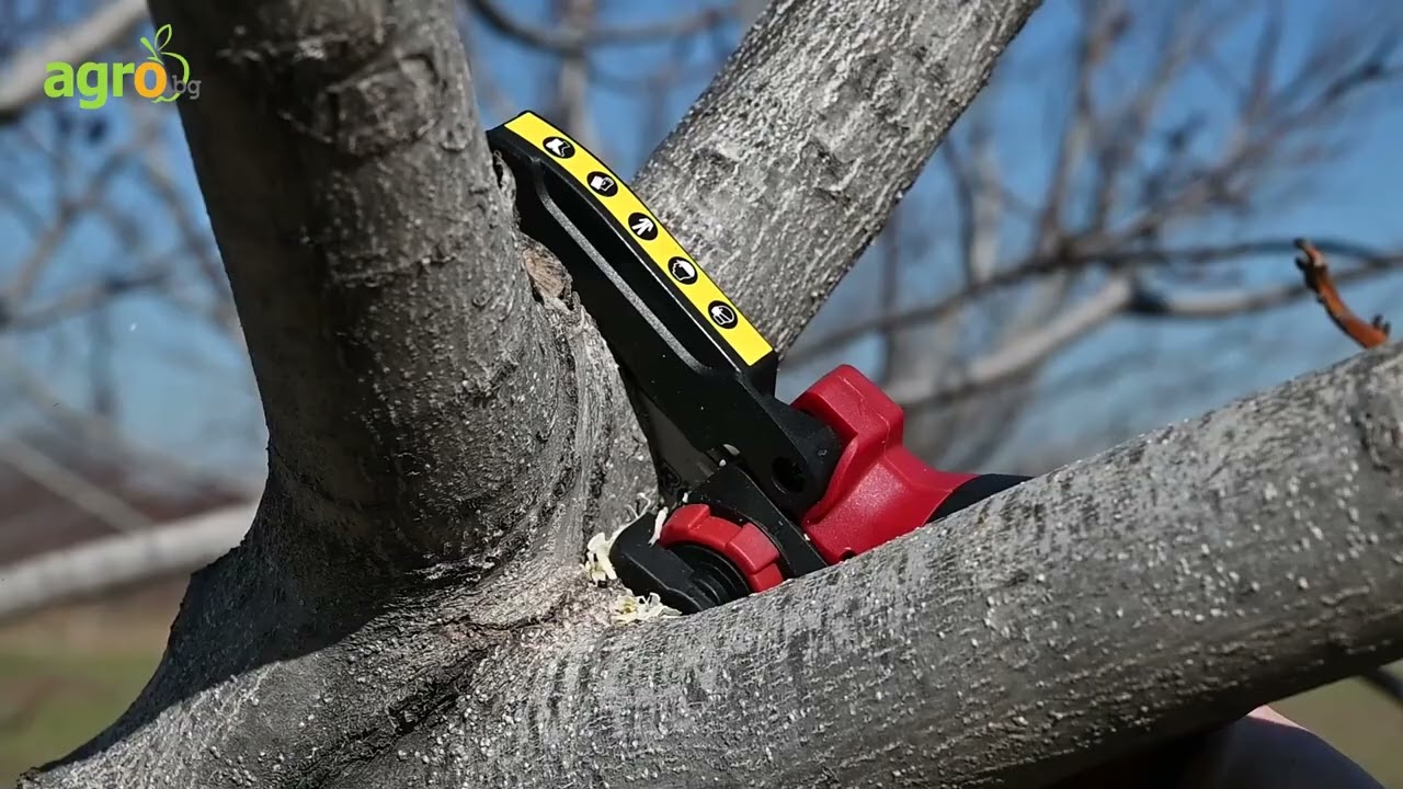 Зимна резитба на 10-годишни орехови дървета