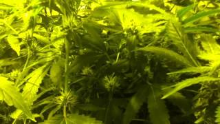 Update 6: day38 ktrain