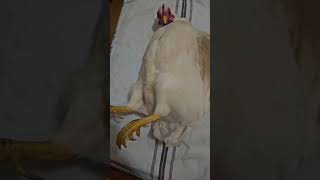 Tekla Sleeping Upside Down.