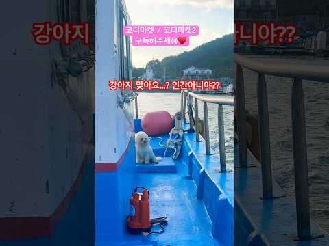 앉은 자세 실화?? 표정 뭐냐고 개아닌 척 그만해!! #강아지 #쇼핑 #라이브방송 #쇼핑 #옷 #신상 #코디 #shorts #가성비 #여성의류 #패션 #명언 #강아지쇼츠