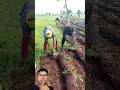 African people cultivate the land with rather unique short hoes. #useful #works #farming #agrifuture